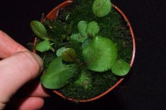 Utricularia-calcyfida