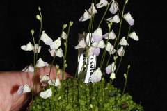 Utricularia-livida