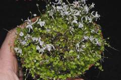 Utricularia-sandersoni