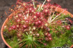 d_paradoxa