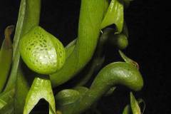 darlingtonia-californica