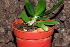 Aerangis_luteo__506f64b8153dd