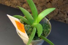 Angraecum_leonis_4ff4bdd438ebe