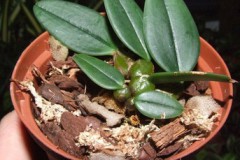 Bulbophyllum_fro_5272eb39875f0