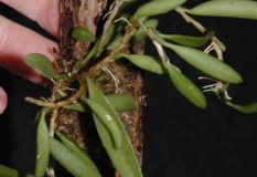 Bulbophyllum_ses_4ccded0d5cbeb