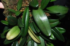 Bulbophyllum_sik_50c91256d3729
