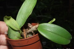 Cattleya_araguai_5075f56181e71