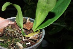 Cattleya_dowiana_5075f3e934a4b