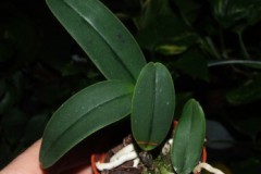 Cattleya_lueddem_5074acb95353f