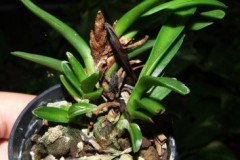 Ceratostylis_ret_507603d10ee16