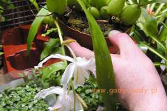 Coelogyne-cristata-biale
