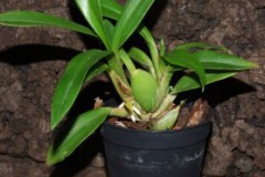 Cyrtochilum_meir_506f641507be9