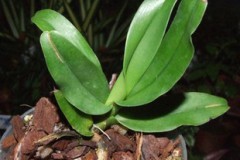 Cyrtorchis_arcua_5272eccd9ed27