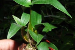 Dendrobium_atrov_5075fe750e65d