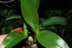 Dendrobium_harve_5075e6c339a5d