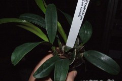 Dendrobium_johns_52757ff7aab8f