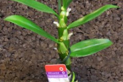 Dendrobium_nobil_4fe263dd28d98