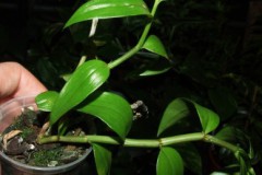 Dendrobium_piera_5075f3788a70e