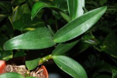 Dendrobium_rhodo_5075e7798488f