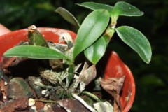 Dendrobium_tetra_5075e8e394f1a