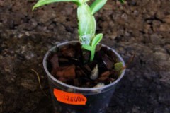 Dendrobium_trant_4fe261de88176