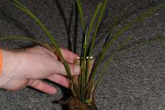 Dendrochilum-sp.