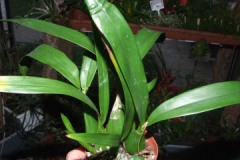 Encyclia_cochlea_51940014f3015