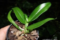 Gastrochilus_acu_5075f73fcd0fd