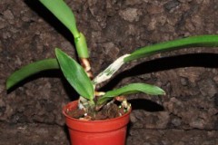 Laelia_jongheana_506f634e30cbf