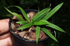 Laelia_kautskyan_5075fdd44aba0