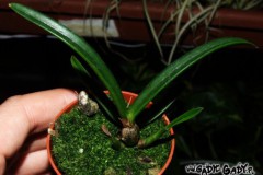 Laelia_lundii___5074bcb0ccfc3