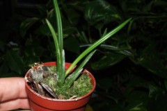 Leptotes_bicolor_5075f4b6a56cf
