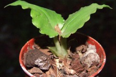 Liparis_sp._5272edda936d0
