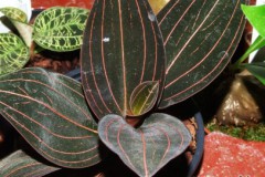 Ludisia_discolor_5074a7792c552