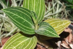 Ludisia_discolor_5074b940424a1