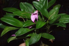 Masdevallia_sp._52757ba14b38a