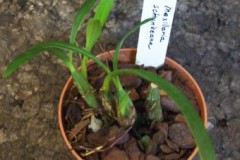Maxillaria_schun_4fe2625a96830
