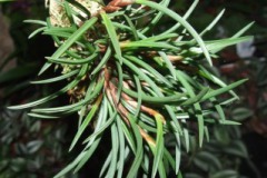 Maxillaria_uncat_519d4b16a5957