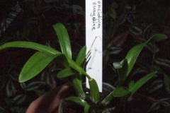 Oncidium_eurycli_5272efa38a951