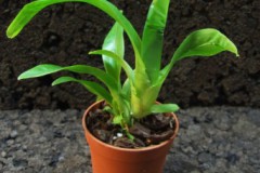 Oncidium_fuscatu_506f6e2fde60a