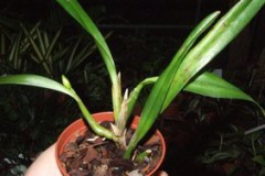 Oncidium_longipe_52757e9ed4ebb