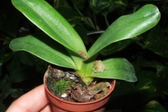 Paphiopedilum_di_5075fff793e6e