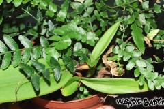 Phragmipedium_be_5275672d2b3e6