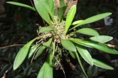 Pleurothallis_sp_519d47d404a4d