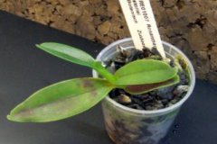 Renanthera_stori_4ff4bd039906c