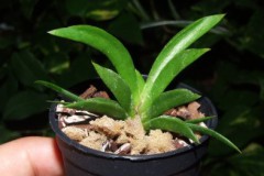 Tolumnia_variega_5076021ee2397
